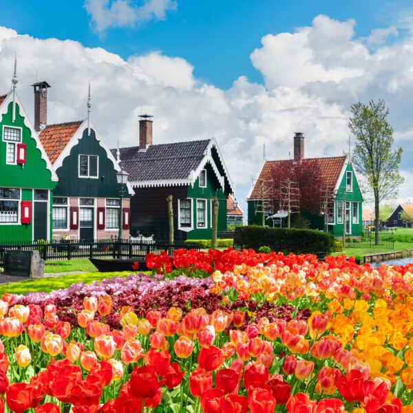 It’s Time: Where to Catch the best flowers in the netherlands