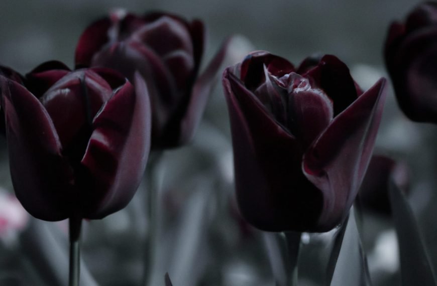 Why May 5th Still matters in the Netherlands