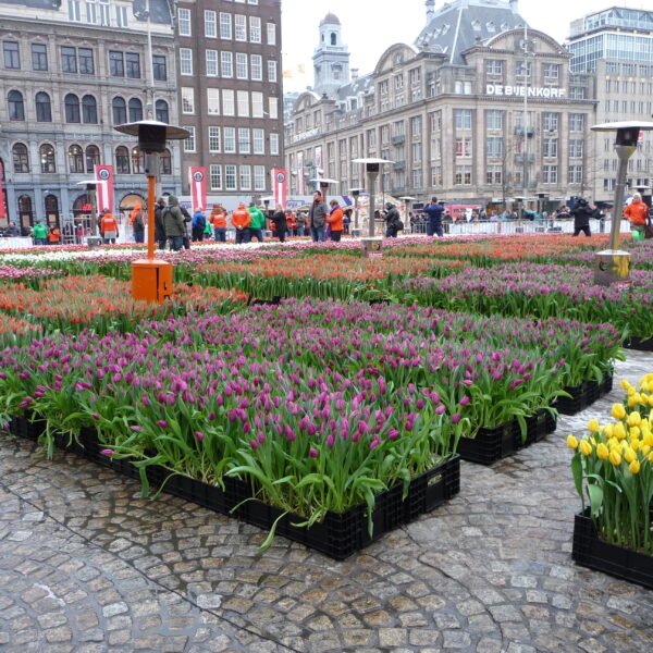 Free Tulip Day in Amsterdam, How the Dutch Start Flower Season With 200,000 Free Tulips