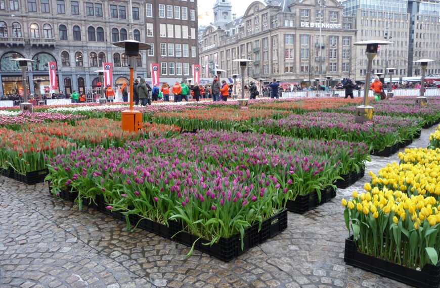 Free Tulip Day in Amsterdam, How the Dutch Start Flower Season With 200,000 Free Tulips