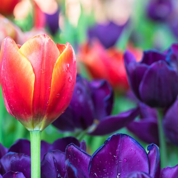 Everything you wanted to know&hellip;