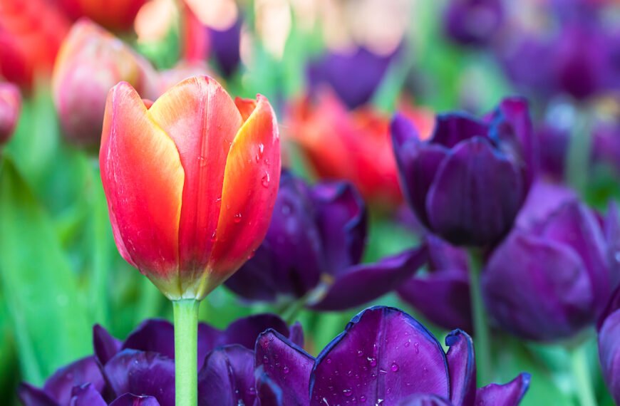 Everything you wanted to know about the Dutch and tulips but were afraid to ask